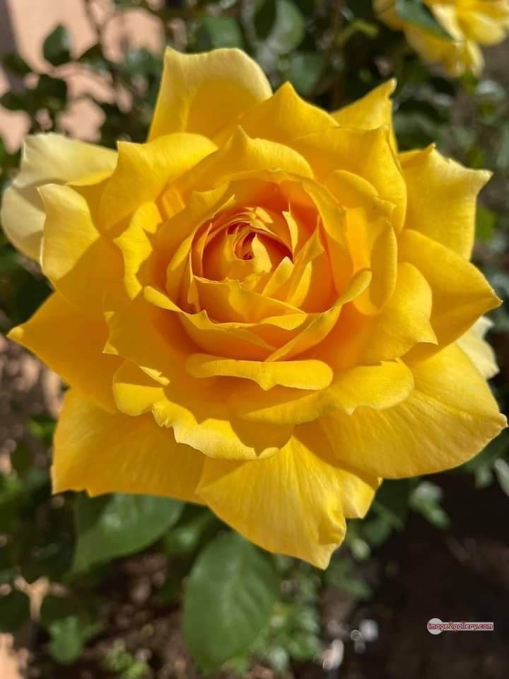 3300+ Beautiful Rose Flowers Image | Rose Flower HD Pic Download | 2461 yellow roses -(7)