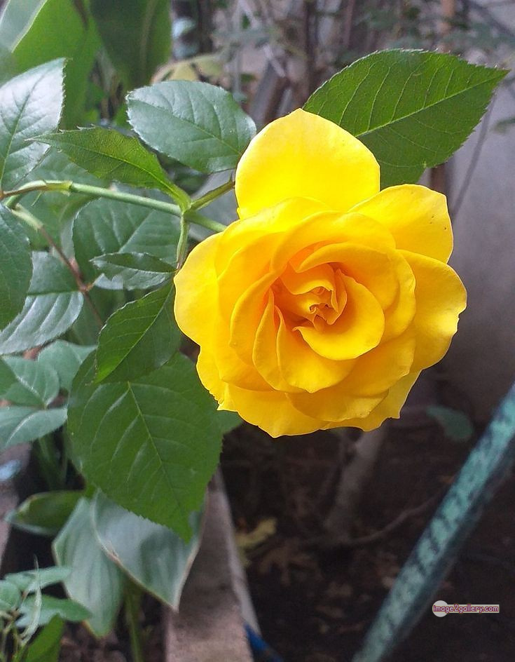 3300+ Beautiful Rose Flowers Image | Rose Flower HD Pic Download | 2423 yellow roses -(8)