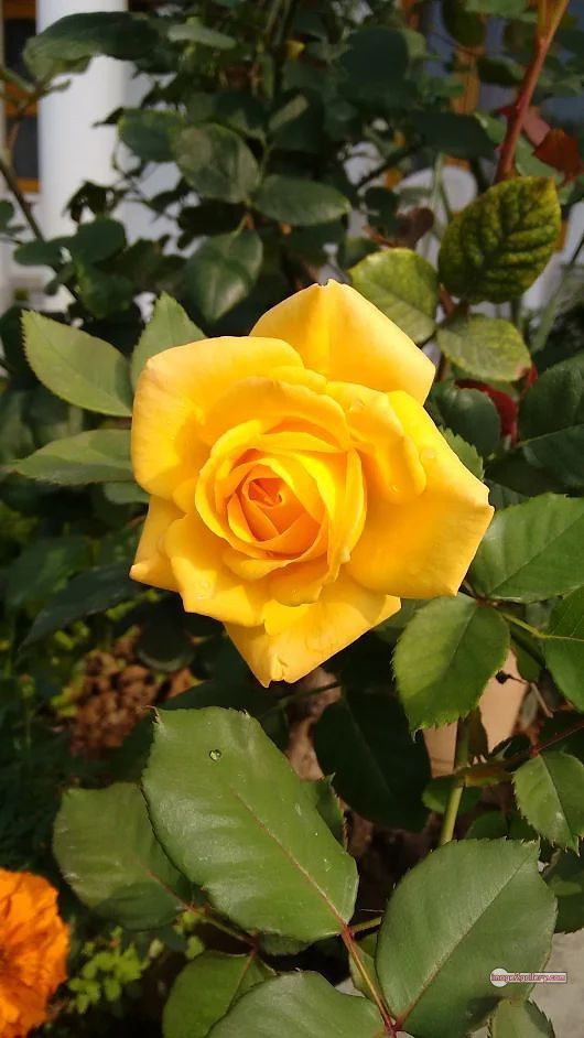 3300+ Beautiful Rose Flowers Image | Rose Flower HD Pic Download | 2385 yellow roses -(9)